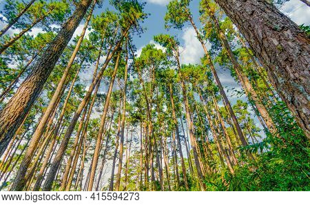 Vertical Pine Trees In The Forest Vietnam