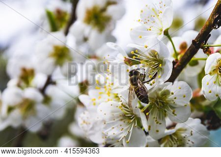Photo Of A Bee Sucking Apricot Nectar Blooming In Spring