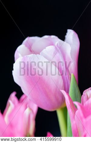 Pink Tulip Cultivar With Many Petals Macro Photography On A Pink Background Of Other Tulips. For Con