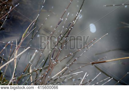 View Of Equisetum Hyemale, Known As Rough Horsetail Plant Being Irrigated In A City Park