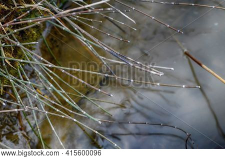 View Of Equisetum Hyemale, Known As Rough Horsetail Plant Being Irrigated In A City Park