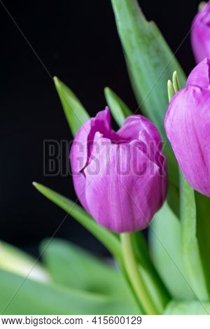Purple Tulip Cultivar With Many Petals Macro Photography On A Pink Background Of Other Tulips. For C