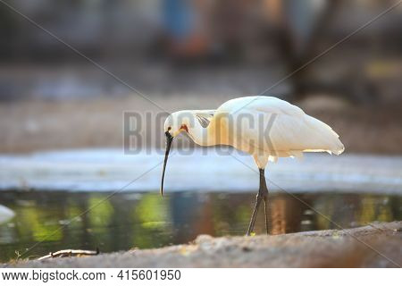 Close up shot of Spoon bill by the pond