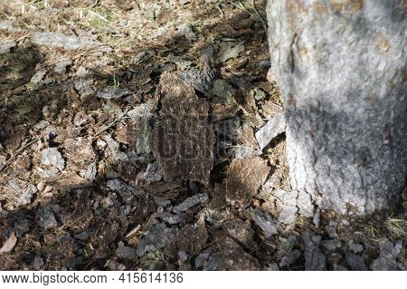 Bark Of Elm Abandoned On The Ground After Bark Beetle Attack, Sunny Day Shot
