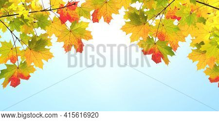 Calm fall season. Maple leaves on sunny beautiful  blue sky background. Horizontal autumn banner with  Maple leaf of red, yellow and green color. Copy space for text  