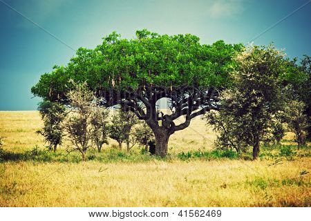 Panorama di savana in Africa, Serengeti, Tanzania. Kigelia chiamato albero di salsiccia