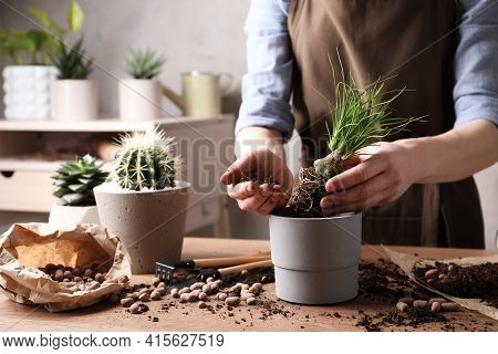 Woman Transplanting Nolina Into Pot At Table Indoors, Closeup. House Plant Care