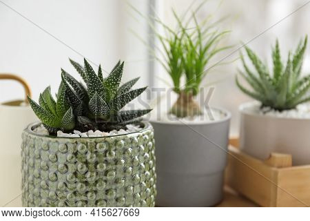Beautiful Aloe, Nolina And Haworthia In Pots Near Window, Closeup. Different House Plants