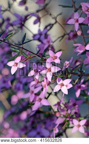 Pink Flowers Of Australian Native Boronia Ledifolia, Family Rutaceae. Growing In Sydney Woodland, Ns