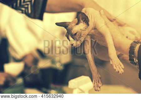 Top Photo Of A Domestic Cat Without Fur. Bald Sphynx Cat Bites The Hand, The Cat Plays. Young Bald S