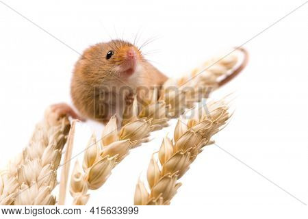 Micromys minutus or Harvest Mouse in wheat field