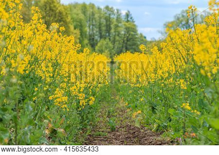 Dirt Road In A Landscape Of Brassica Napus Plants Of A Corn Field. Lots Of Yellow Flowers With Green