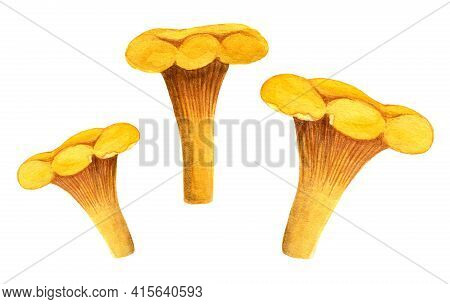 Chanterelle Mushroom Watercolor Set. Three Yellow Edible Mushrooms Isolated On White Background. Gol