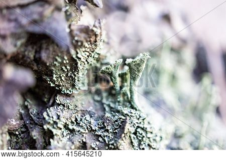 Foliose Cyan Lichens Close-up Growing On Tree Bark, Selective Focus, Natural Botanical Background, C