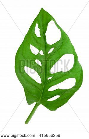 Isolated Tropical Leaf Of Monstera Adansonii Also Called Monstera Monkey Isolated. High Details Macr