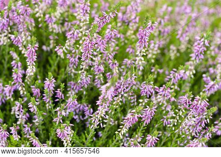 Tender Pink Calluna Vulgaris, Common Heather, Ling, Or Simply Heather Flowers Close Up.