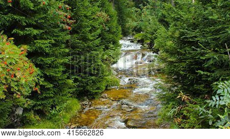 A Clear,transparent River Flowing Trough A Beautiful Forest Landscape.