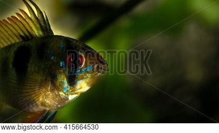 Apistogramma Exotic Freshwater Aquarium Fish. Dwarf Cichlid. Macro Shooting