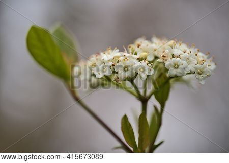 Beautiful Closeup View Of Single Branch Of Arrowwood (korean Spice Viburnum Carlesii) Spring Blossom