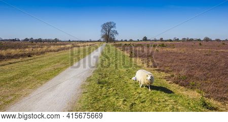 White Sheep At The Heather Fields Of National Park Drents-friese Wold, Netherlands