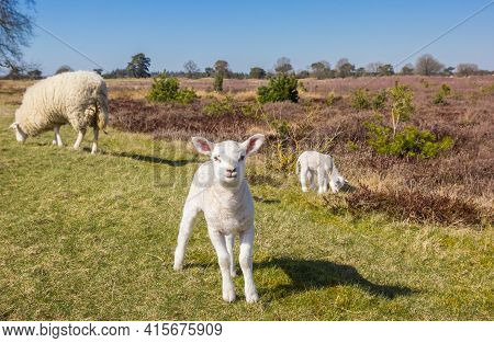 Cute Little Lamb In Nature Area Drents-friese Wold, Netherlands