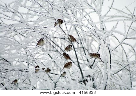 Sneeuw en vogels