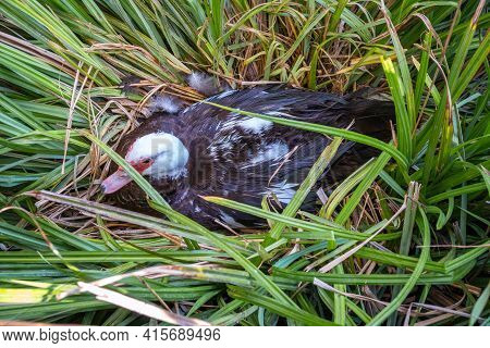 White And Black Duck With Red Head, The Muscovy Duck, Sits In Nest, The Muscovy Duck, Lat. Cairina M