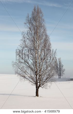 Winter.Lonely Birke im Feld.