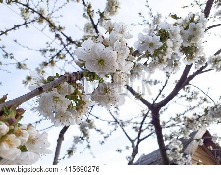 Peerless Apricot Blossom In Spring Against The Blue Sky. Apricot Branches In Bloom. Spring Concept. 