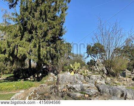 Rockery Or Rocailles, Conservatory And Botanical Garden Of The City Of Geneva (conservatoire Et Jard