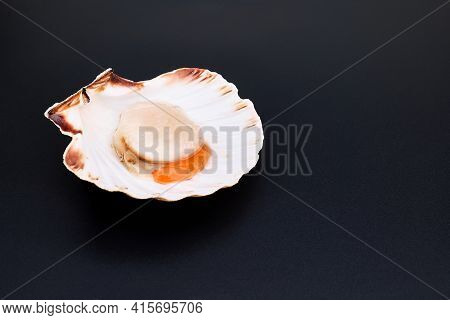 Raw Scallop In Shell On Black Background. Mediterranean Seafood. Fresh Shellfish. Aequipecten Opercu
