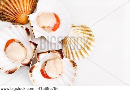 Raw Scallops In Shells On White Background. Mediterranean Seafood. Fresh Shellfish. Aequipecten Oper