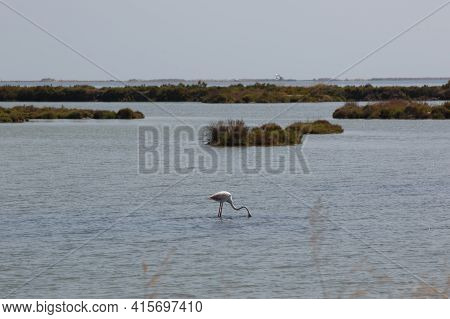 Flamingos In The Water Of The Ebro Delta