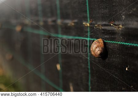 Snail Farm. Industrial Cultivation Of Edible Mollusks Of The Species Helix Aspersa Muller Or Cornu A