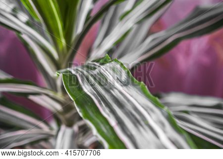 Green Texture : Beautiful For Decorative Leaves Of A House Plant.selective Focus.dracaena Fragrans M