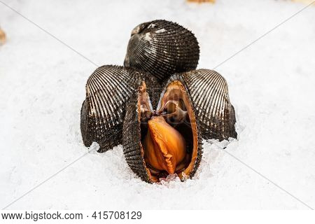 Anadara Clam On A Display Case Made Of Ice.