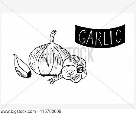 Garlic Set, Vector Illustration Of Isolated Vegetables, Spices. Product Of The Farmers ' Market. Gre