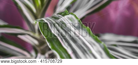 Green Texture : Beautiful For Decorative Leaves Of A House Plant.selective Focus.dracaena Fragrans M
