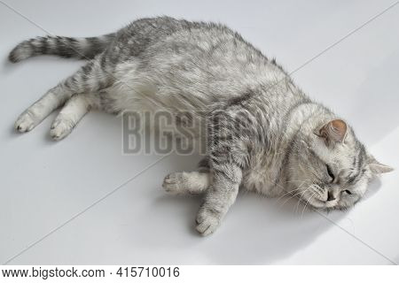 Cat On White. A Pet. The Tabby Cat Is Lying On The White One. Pets. A Thoroughbred Kitten. A Close-u