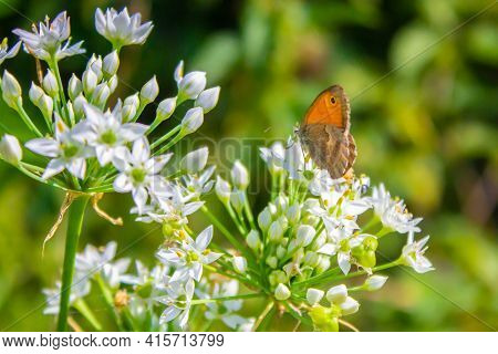 Beautiful Butterfly Coenonympha Pamphilus Sits On A White Flower On A Green Blurred Background, Clos