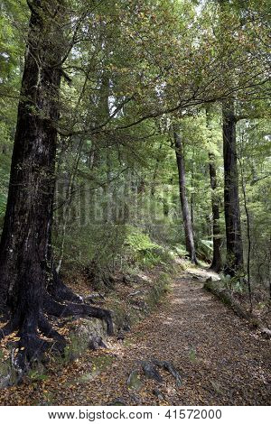 Pěší cesta v Pelorus most Scenic Reserve, Nový Zéland