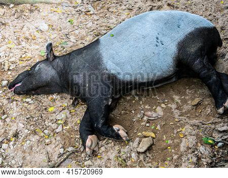 Asian Tapir Take A Nap On The Dirt Ground