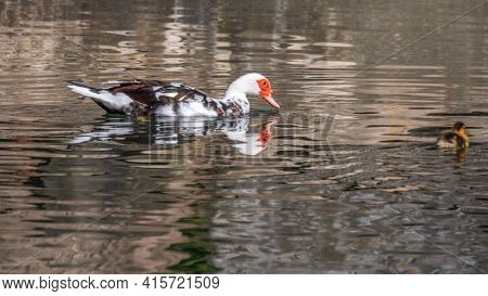 White And Black Duck With Red Head, The Muscovy Duck, Swims In The Pond With Its Cute Little Ducklin