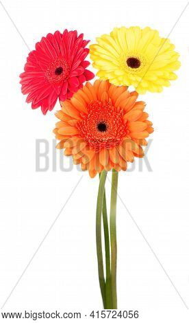 Beautiful Gerbera Flowers Isolated On White Background