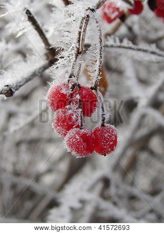 Frozen berries