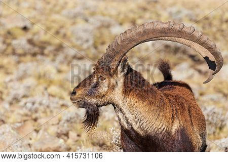 Rare Walia Ibex In Simien Mountains Ethiopia