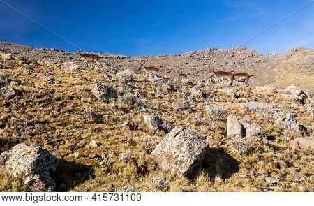 Rare Walia Ibex In Simien Mountains Ethiopia
