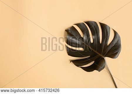 Flat Lay With Monstera Palm Leaf Inverted Colors Effect, Black And Beige. Beach Season Concept, Eco 