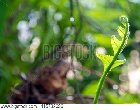 Close-up Freshness Green Leaves Of Oak-leaf Fern On Natural Background