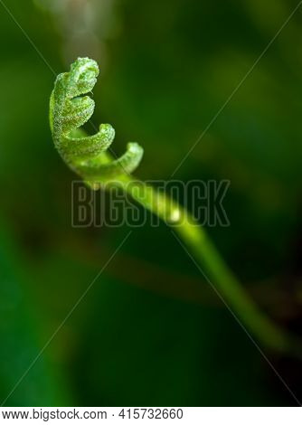 Close-up Freshness Green Leaves Of Oak-leaf Fern On Natural Background